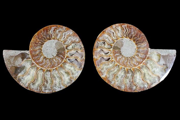 Agatized Ammonite Fossil - Crystal Filled Chambers #148028